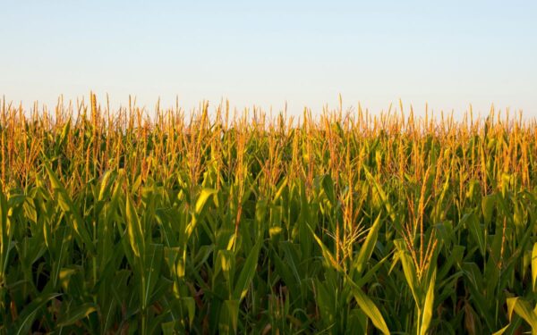 Corn growing in a field on an Ontario farm field ahead of harvest season, protected by First Acre farm insurance